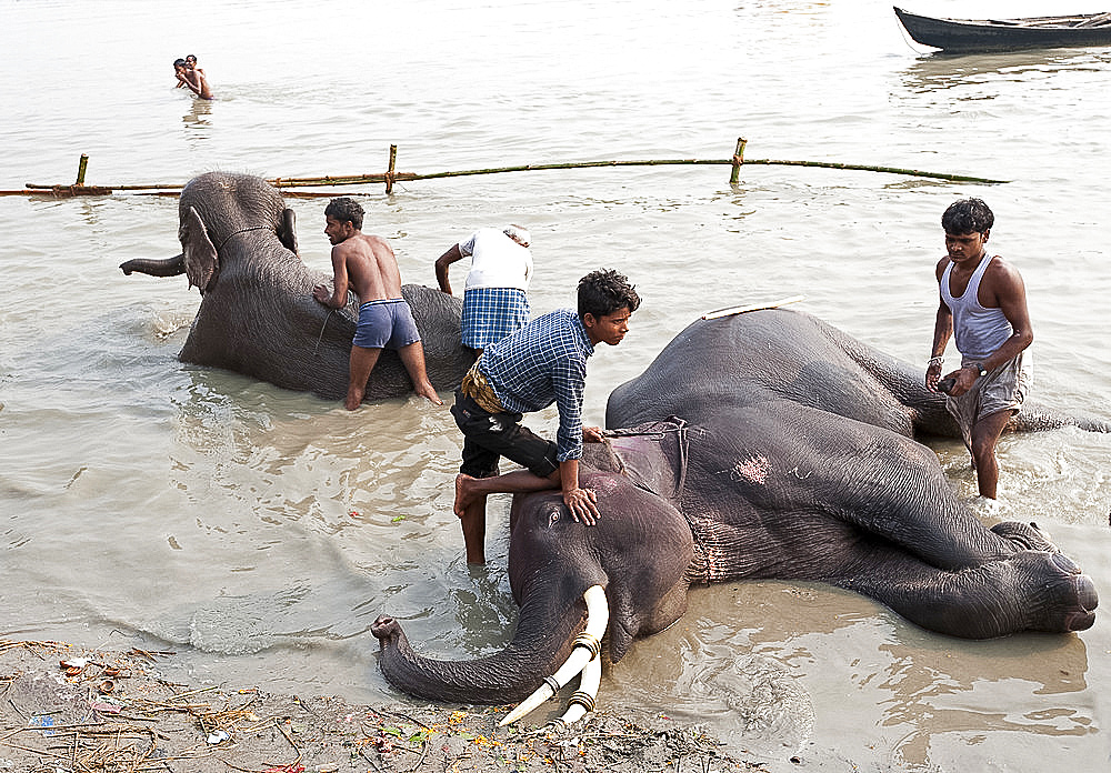 Young men, mahouts, washing tusked elephants in the holy River Ganges in preparation for Sonepur Cattle Fair, Bihar, India, Asia