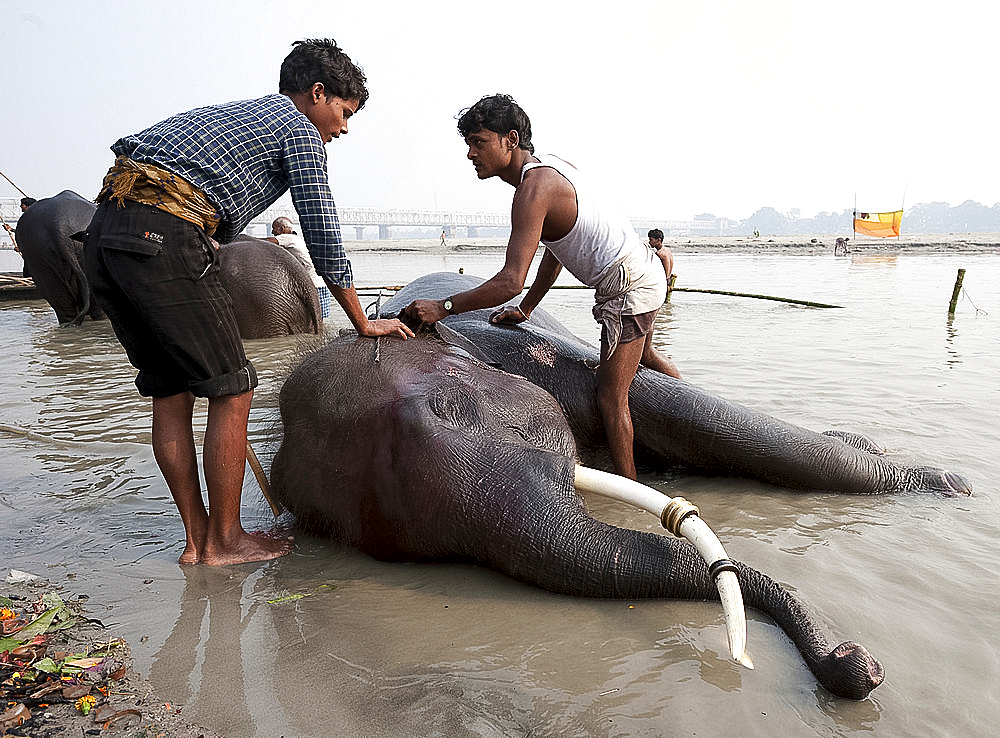 Young men, mahouts, washing tusked elephants in the holy River Ganges in preparation for Sonepur Cattle Fair, Bihar, India, Asia