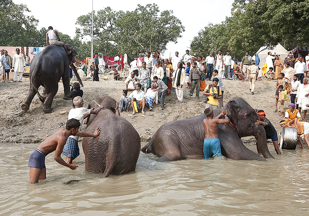 Young men, mahouts, washing tusked elephants in the holy River Ganges in preparation for Sonepur Cattle Fair, Bihar, India, Asia