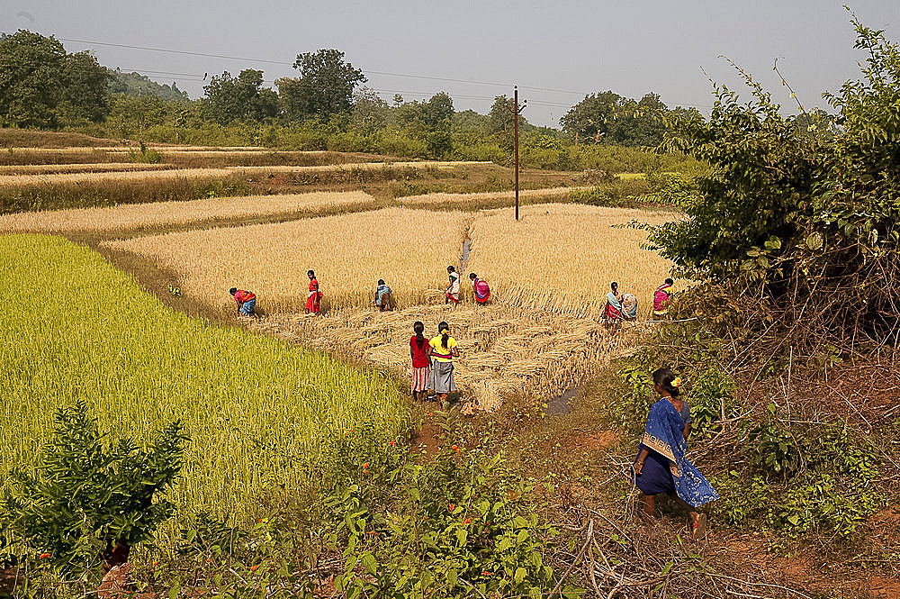 Village women harvesting rice crop by hand, Rayagada, Orissa, India, Asia