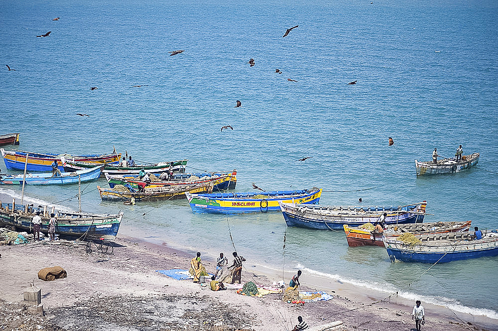 Brahmin kites soar over the boats as the morning's catch of fish is unloaded, Dhanushkodi, Tamil Nadu, India, Asia