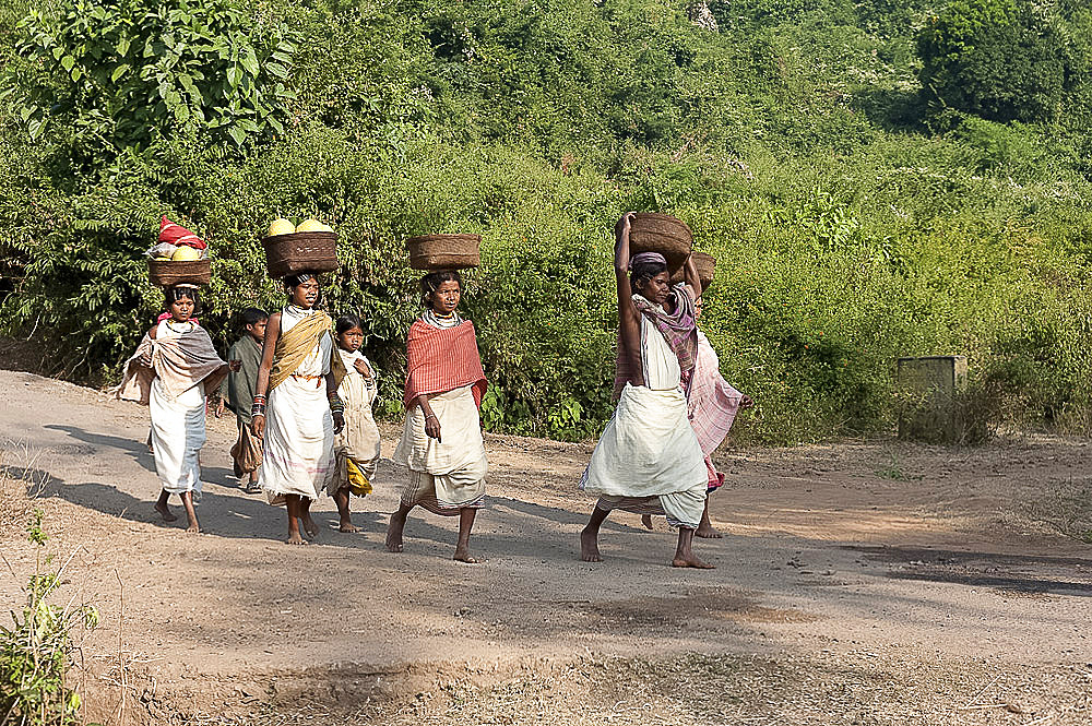 Dunguria Kondh tribeswomen walking barefoot to market carrying baskets of produce on their heads, Bissam Cuttack, Orissa, India, Asia