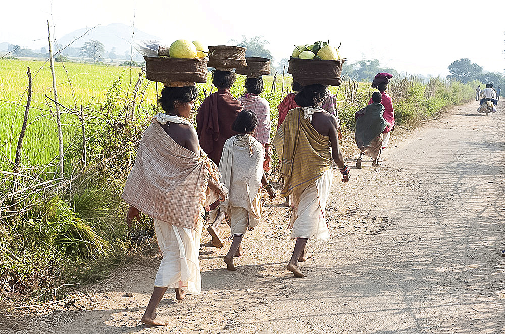 Dunguria Kondh tribeswomen walking barefoot to tribal market carrying baskets of produce on their heads, Bissam Cuttack, Orissa, India, Asia