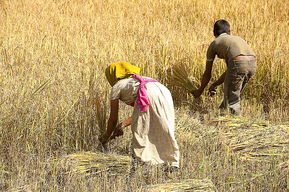 Young man and woman harvesting rice crop by hand using knives, near Rayagada, Orissa, India, Asia