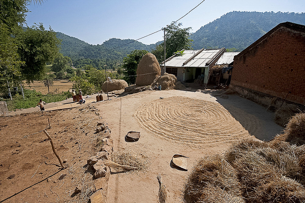 Saura tribal village in rural Orissa, hand winnowed rice drying in the central area, Orissan style haystacks behind, Orissa, India, Asia