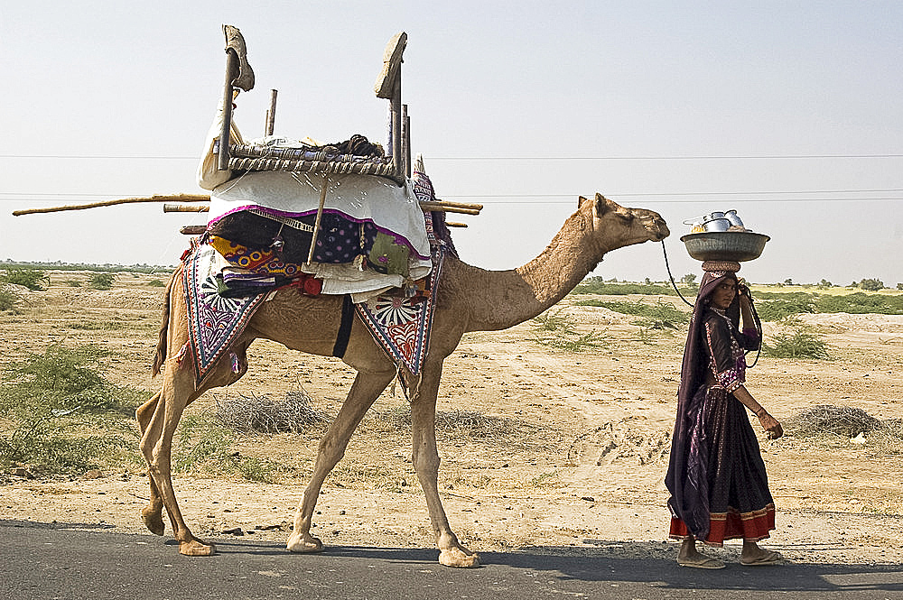 Nomadic Rabhari tribeswoman walking in the Kachchh desert with camel carrying her possessions, Lakhdar district, Gujarat, India, Asia