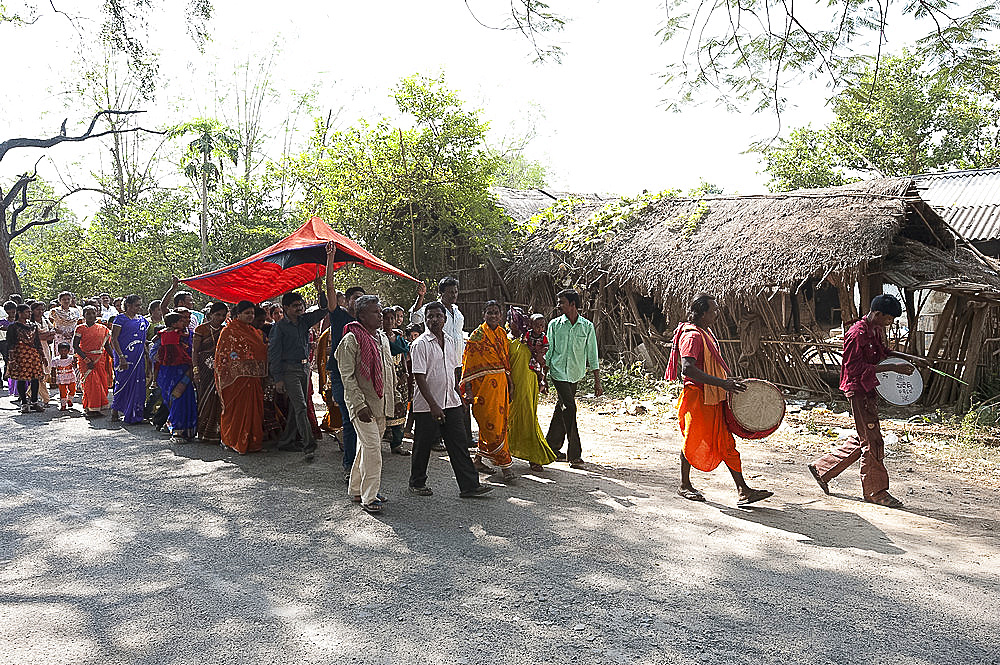 Drummers leading village bride under red canopy to her marriage ceremony in a procession with family and villagers, rural Orissa, India, Asia