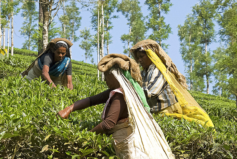 Women picking tea, Vythiri, Wayanard district, Kerala, India, Asia