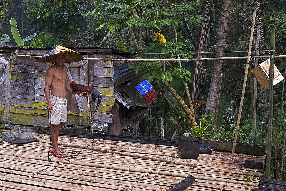 Iban tribal chief taking a cockerel for slaughter from bamboo longhouse verandah, Lemanak River, Sarawak, Malaysian Borneo, Malaysia, Southeast Asia, Asia