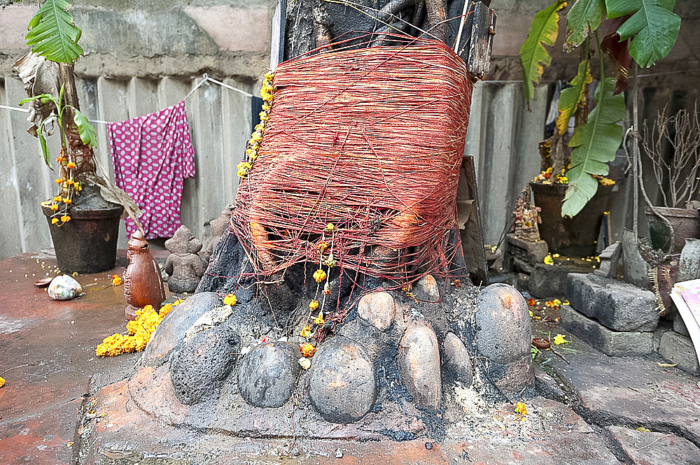 Hindu shrine around tree, decorated with marigold garlands (mala) and sacred red strings, in a Kolkata back street, West Bengal, India, Asia