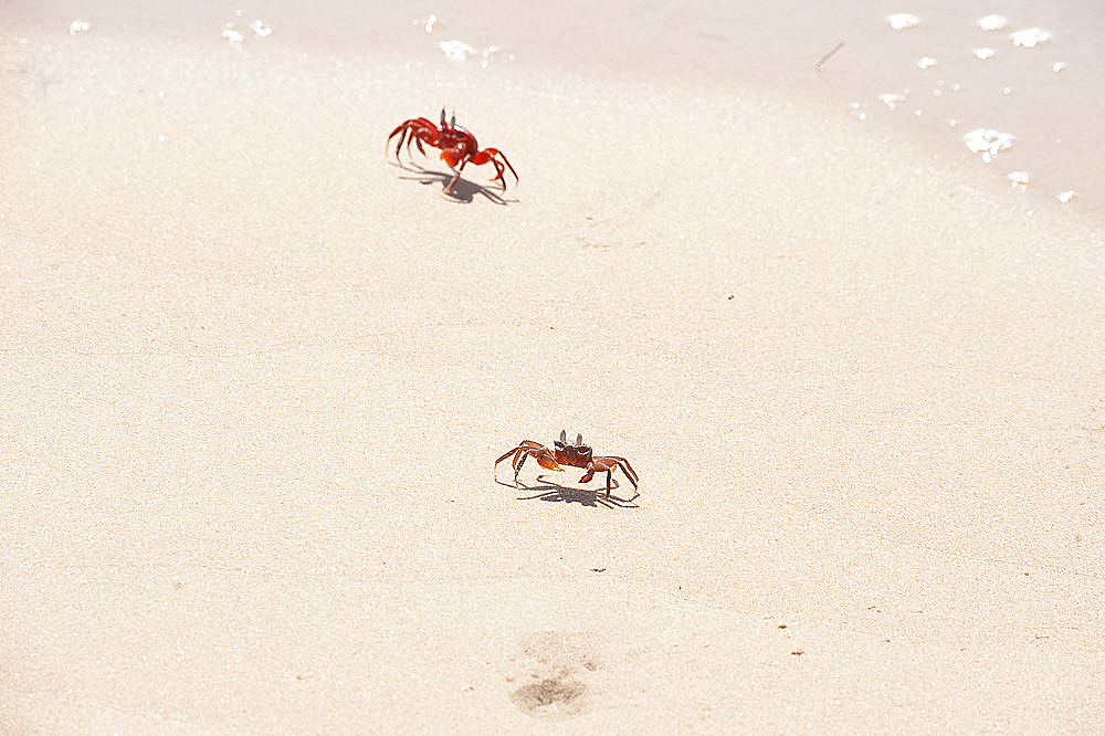 Red crabs, unique to Odisha, running on sandy beach, Astiranga, Odisha, Orissa, India, Asia