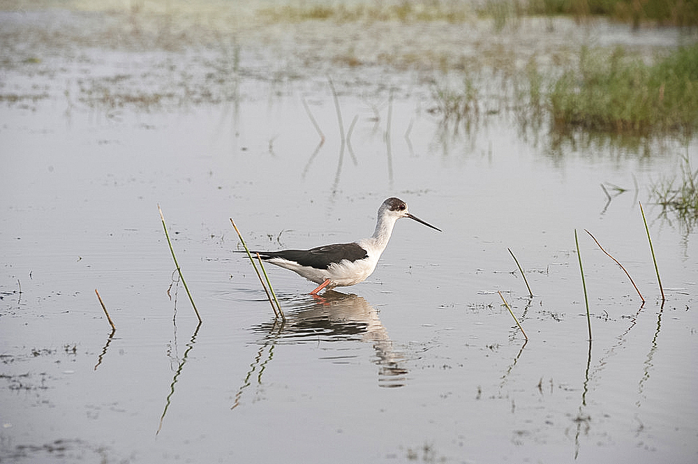 Black winged stilt wading in the shallow wetland waters at the edge of Chilika Lake, Orissa, India, Asia