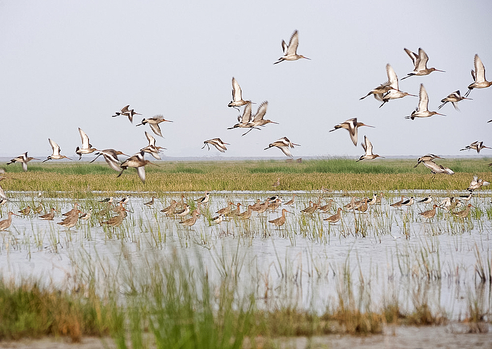 Sandpipers, stilts and redshanks taking flight from the shallow wetland waters at the edge of Chilika Lake, Orissa, India, Asia