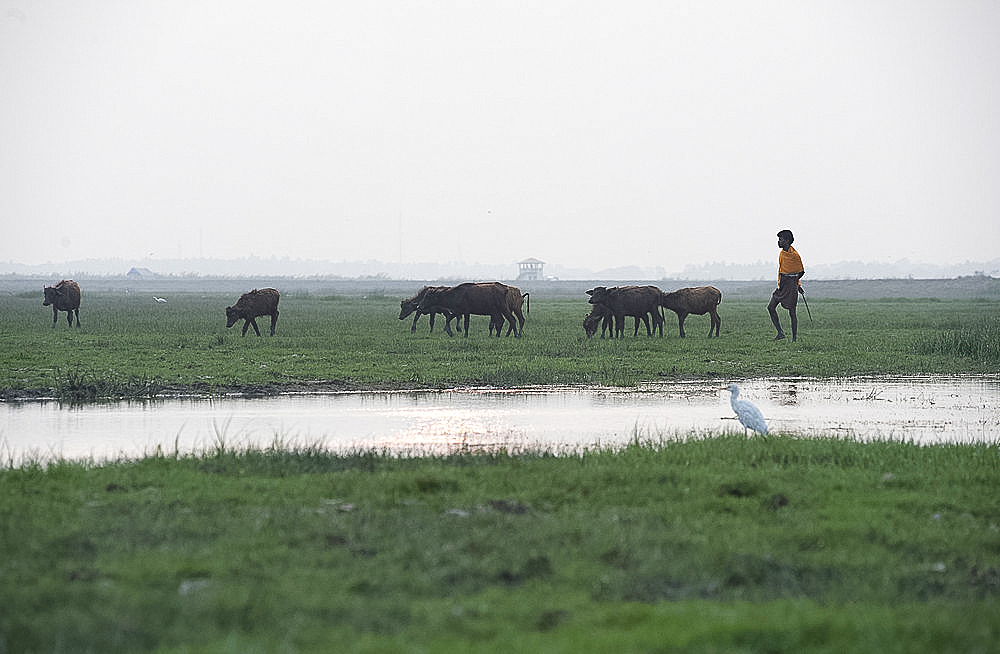 Cowherd bringing cattle in at dusk, white ibis in the foreground, wetlands around Chilika Lake, Orissa, India, Asia