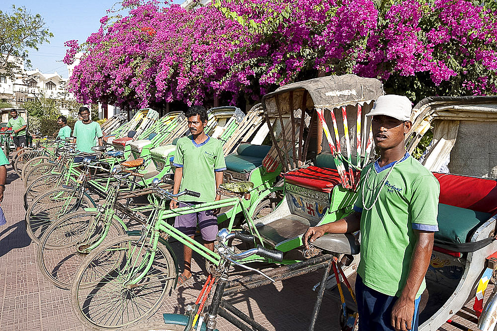 Green riders, cycle rickshaw wallahs encouraging environmentally friendly travel around Puri, near pink bougainvillea, Orissa, India, Asia