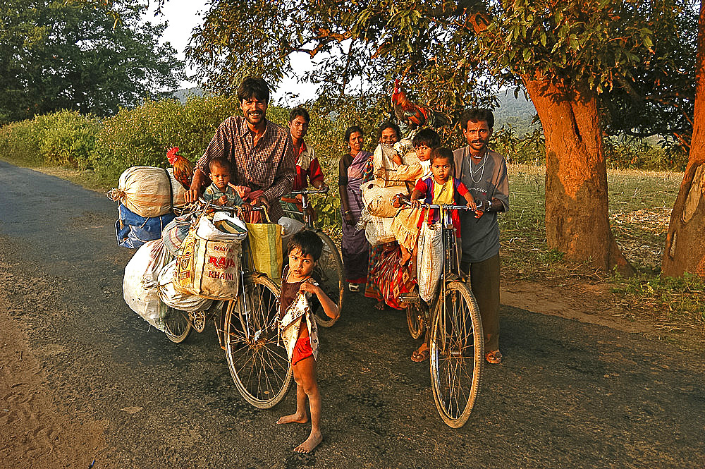 Two families moving house with all their possessions, including cockerels, carried on bicycles, Nimaparha, Puri district, Orissa, India, Asia