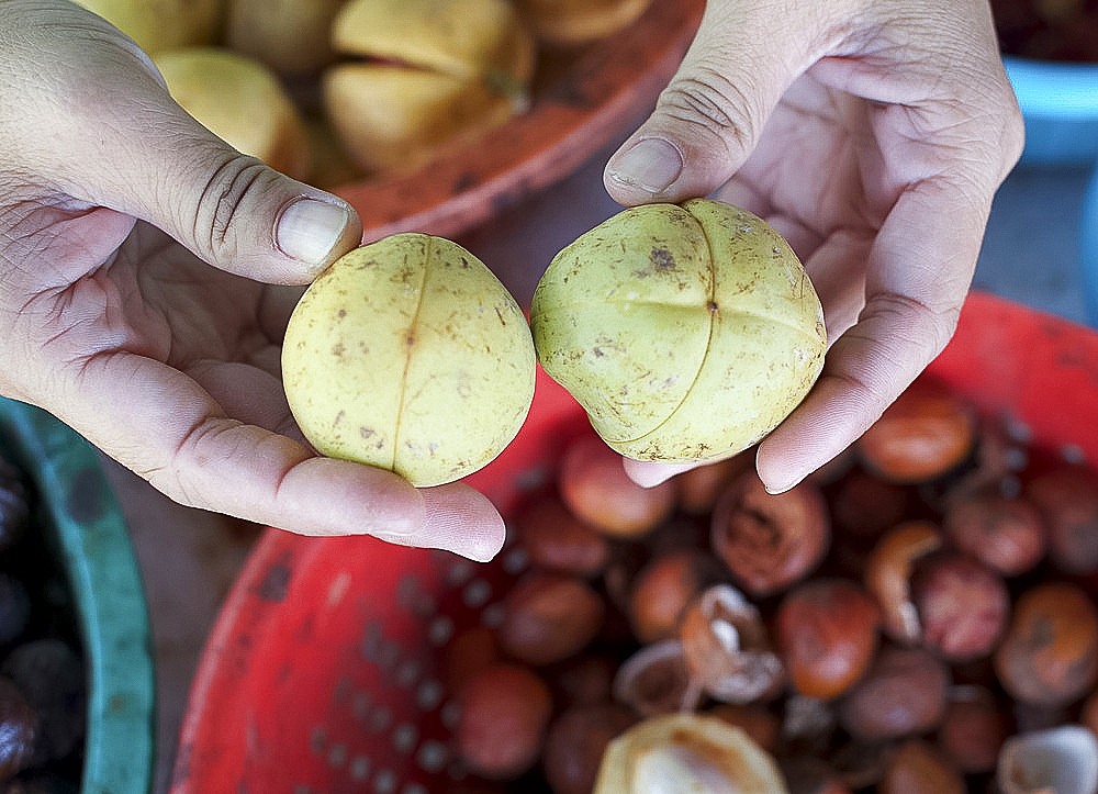 Comparing nutmeg fruits with male on the right and female on the left, Penang, Malaysia, Southeast Asia, Asia