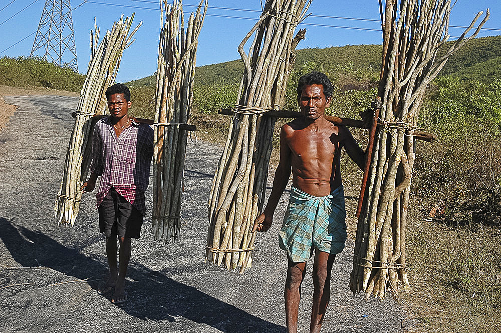 Two Mali tribesmen carrying wooden fence stakes to market, Bissam Cuttack, Rayagader district, Orissa, India, Asia