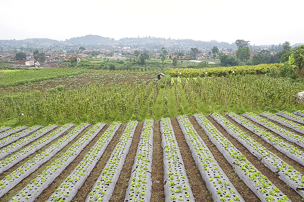 Well-tended market garden, Lembang, Bandung district, Java, Indonesia, Southeast Asia, Asia