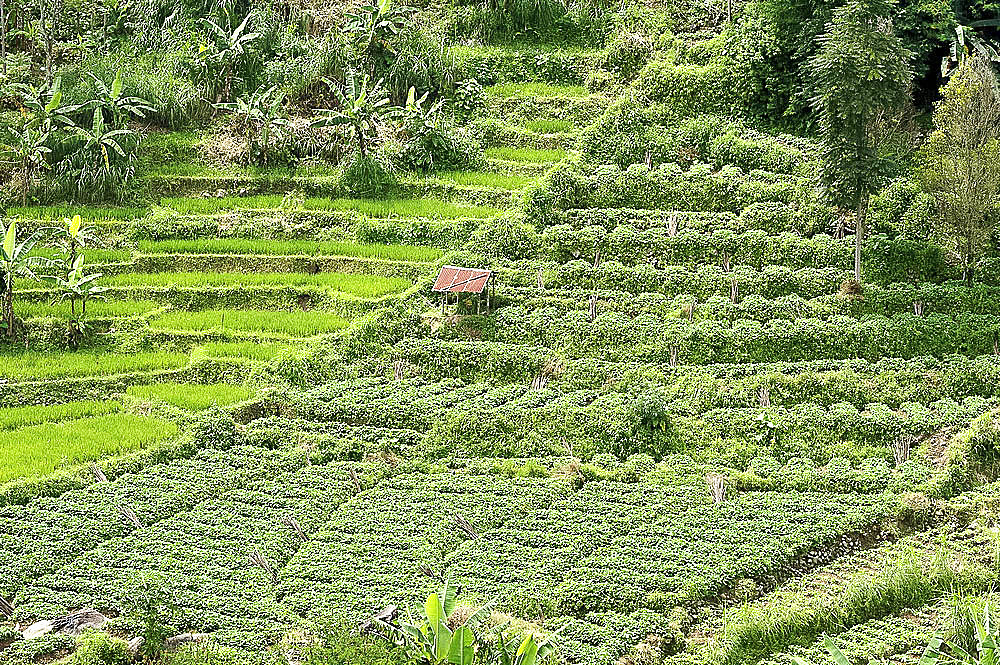 Terraced rice paddy and vegetables growing on the fertile sloping hills of central Java, Surakarta district, Java, Indonesia, Southeast Asia, Asia