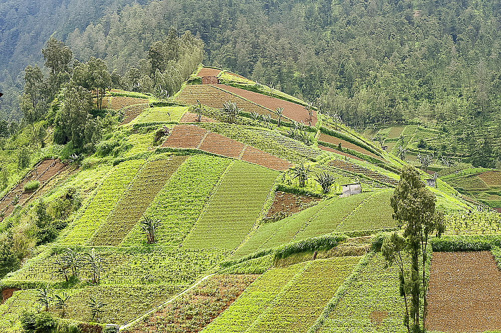 Fertile hills in central Java covered with tiny smallholdings growing vegetables, higher forested hills in the distance, Java, Indonesia, Southeast Asia, Asia