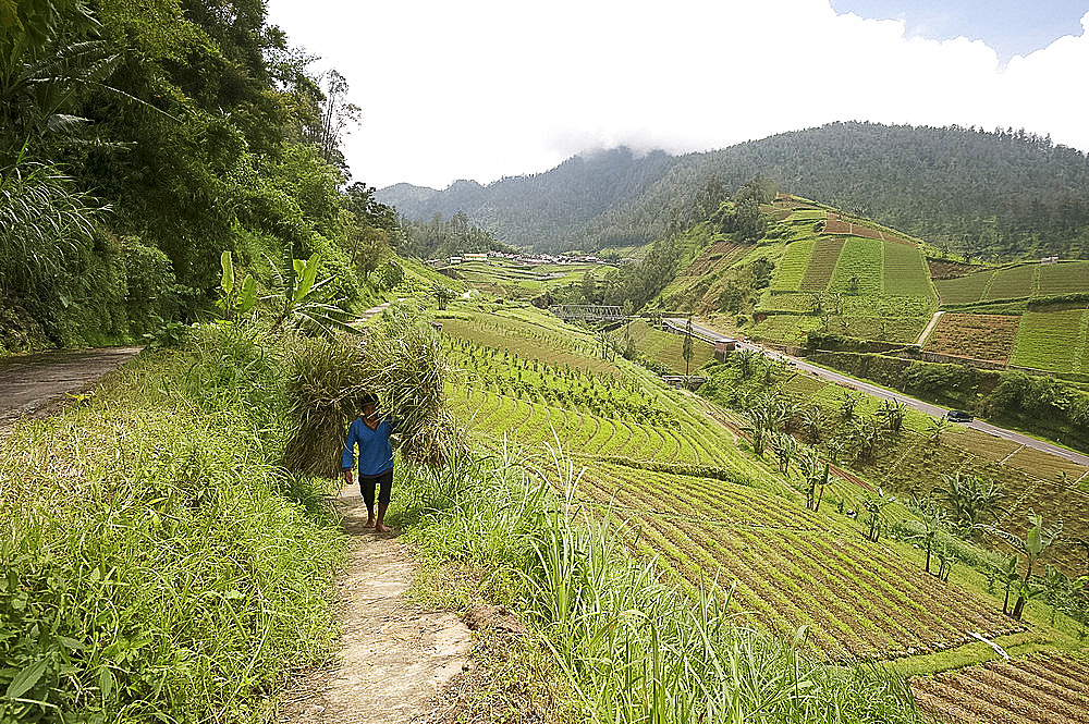 Man walking carrying heavy bundles of rice straw past fertile smallholdings full of vegetables on the slopes central Java, Indonesia, Southeast Asia, Asia