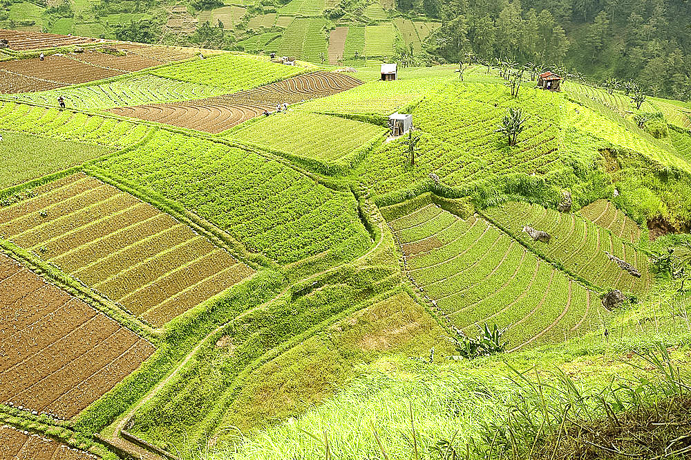 Fertile carefully tended smallholdings full of vegetables covering the sloping hills in central Java, Surakarta district, Java, Indonesia, Southeast Asia, Asia