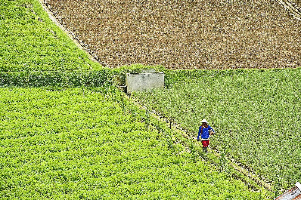 Farmer surveying his smallholding walking along irrigation ridge in the fertile hills of central Java, Surakarta district, Java, Indonesia, Southeast Asia, Asia