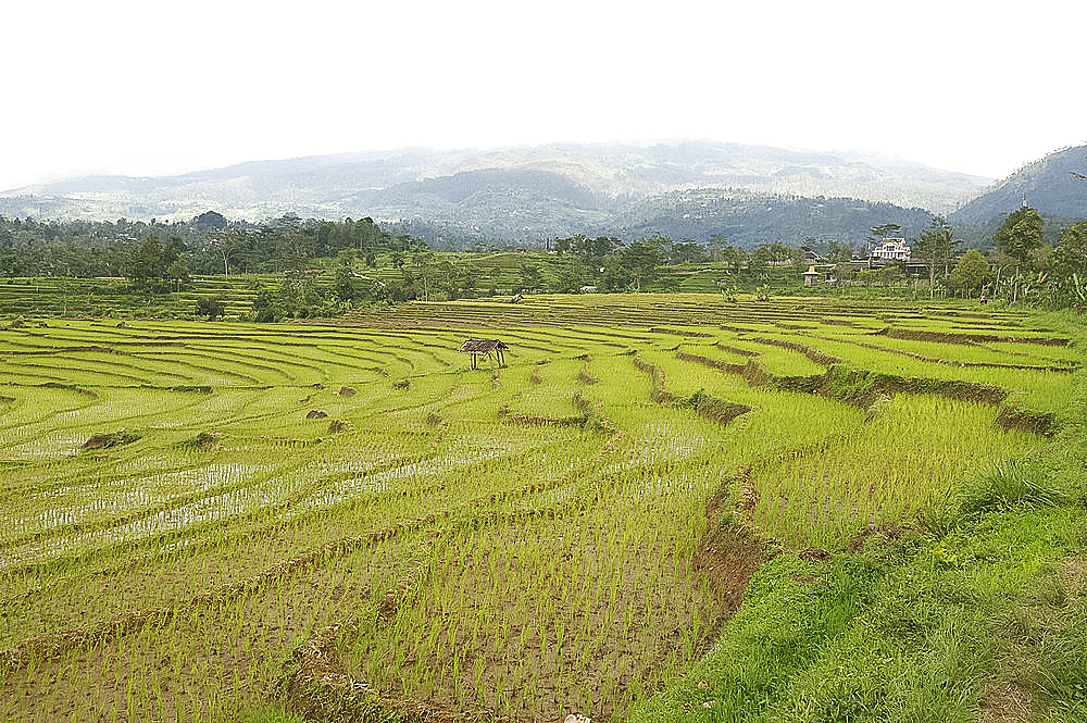 Rice paddy fields in shallow terraces, Surakarta district, Solo River valley, Java, Indonesia, Southeast Asia, Asia