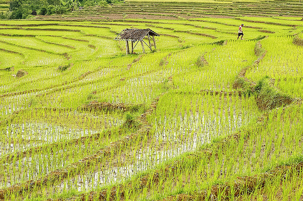 Farmer in rice paddy fields laid in shallow terraces, Surakarta district, Solo river valley, Java, Indonesia, Southeast Asia, Asia