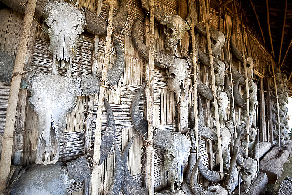 Bamboo wall of storage room in tribal chief's house holding skulls of animals hunted by the village tribesmen, Chingnyu, Nagaland, India, Asia