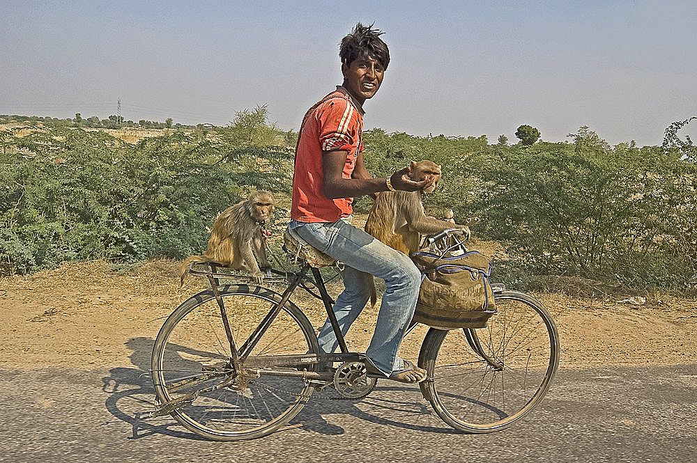 Young man cycling with two monkeys, Tonk district, Rajasthan, India, Asia