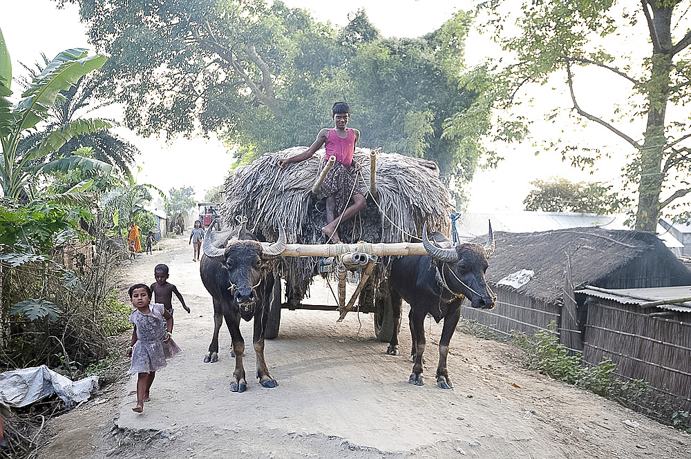 Village children run past young man standing on bullock cart loaded with sisal, in village street, Bhogerpar district, Assam, India, Asia