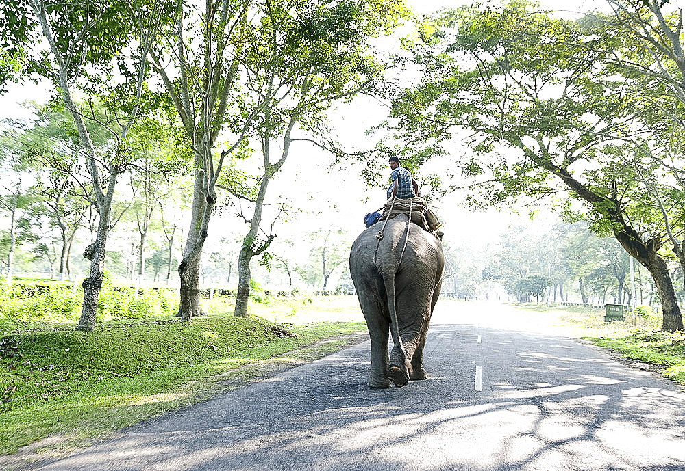 Working elephant walking with mahout between tea plantations on either side, Mahseer, Balipara, Assam, India, Asia