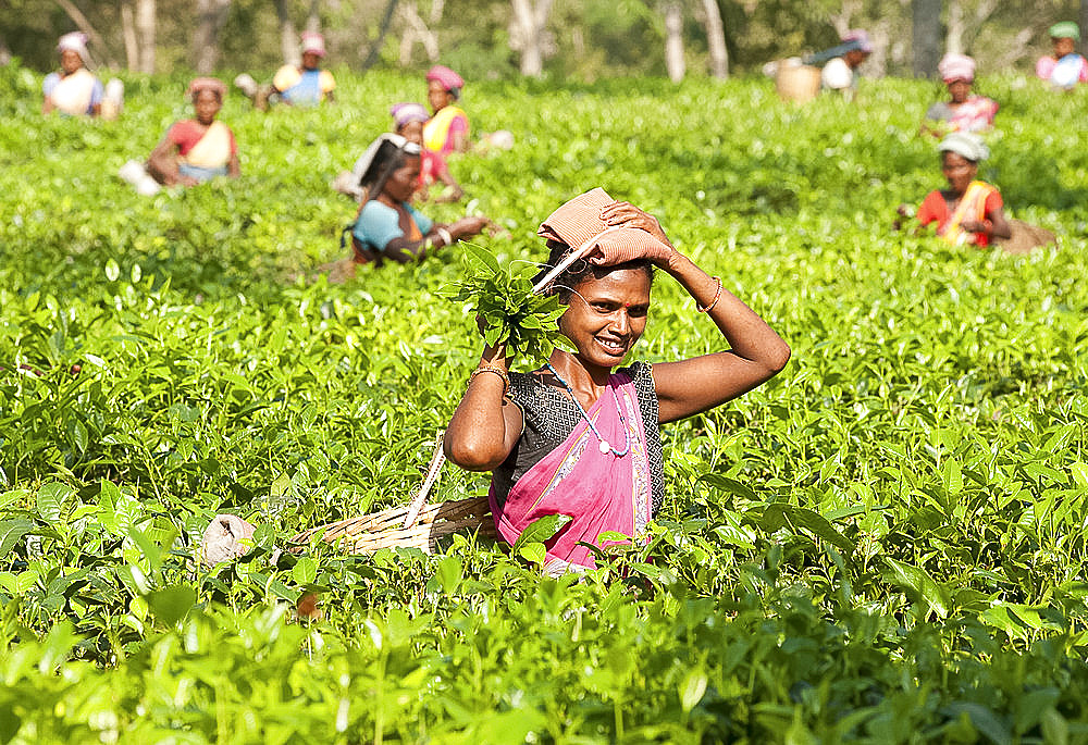 Smiling tea pickers working in tea plantation, Balipara district, Assam, India, Asia