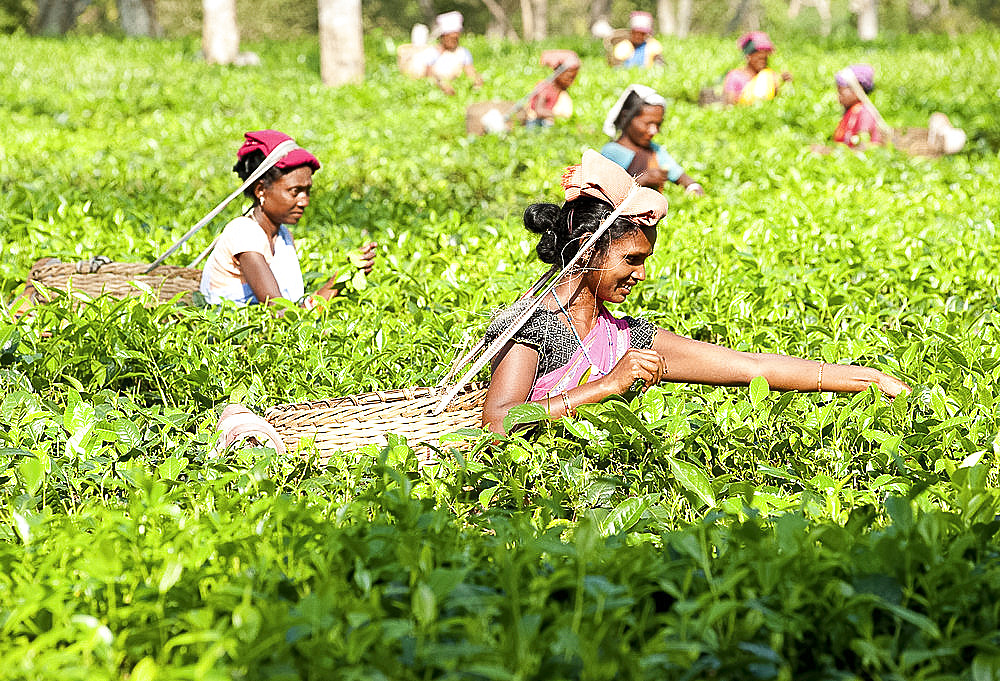 Smiling tea pickers working in tea plantation, Balipara district, Assam, India, Asia