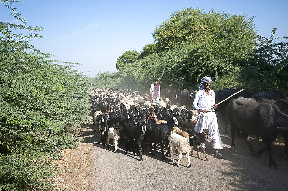 Gujarati nomadic Rabhari goatherd with buffalo and large flock of goats on rural road, Dasada district, Gujarat, India, Asia