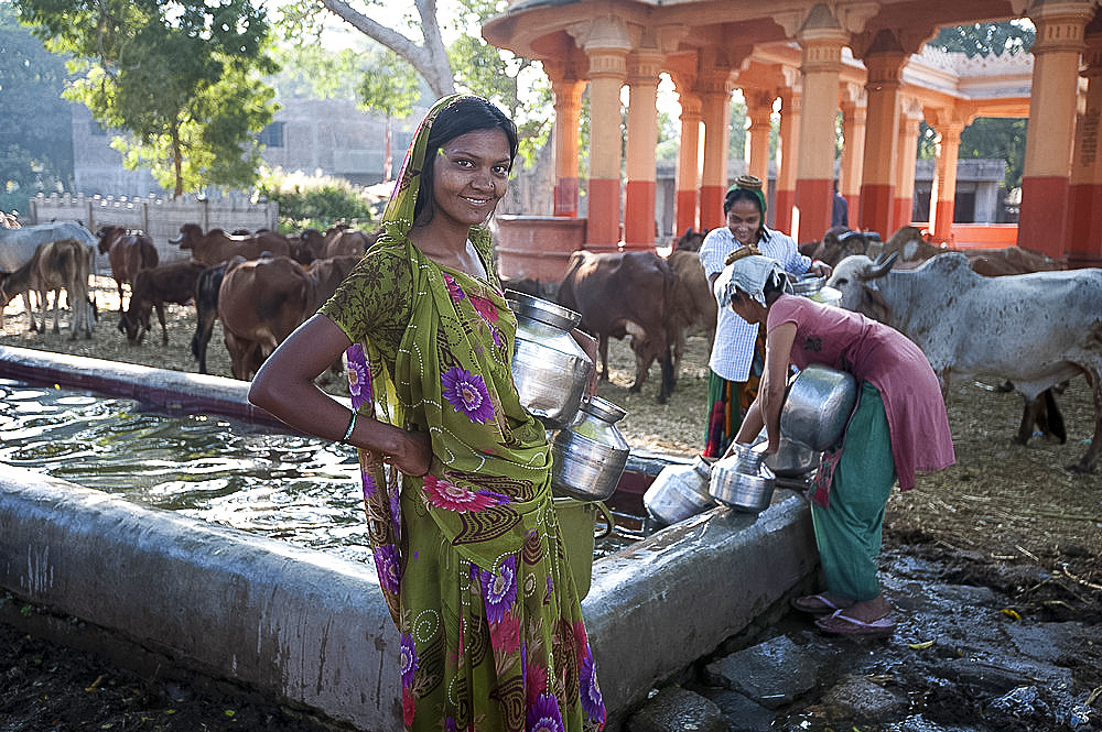 Women filling water pots in the BAPS Swaminarayan Sanstha cattle camp where drought affected cattle are fed and watered, Gondal, Gujarat, India, Asia