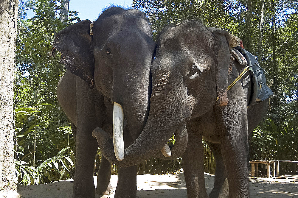 Brother and sister elephants linking trunks in affection, Kumily, Kerala, India, Asia