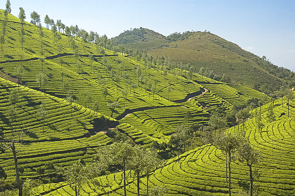 Tea plantations dotted with silver oak trees covering the Cardamom Hills in the southern Western Ghats in southeastern Kerala, India, Asia