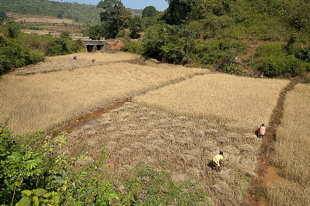 Women harvesting rice by hand in individual village fields, Koraput district, Orissa (Odisha), India, Asia