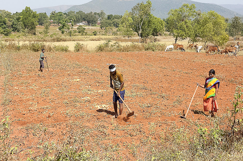 Village man tilling red soil with hand made hoe, wife helping, cows in the distance, Koraput district, Orissa (Odisha), India, Asia