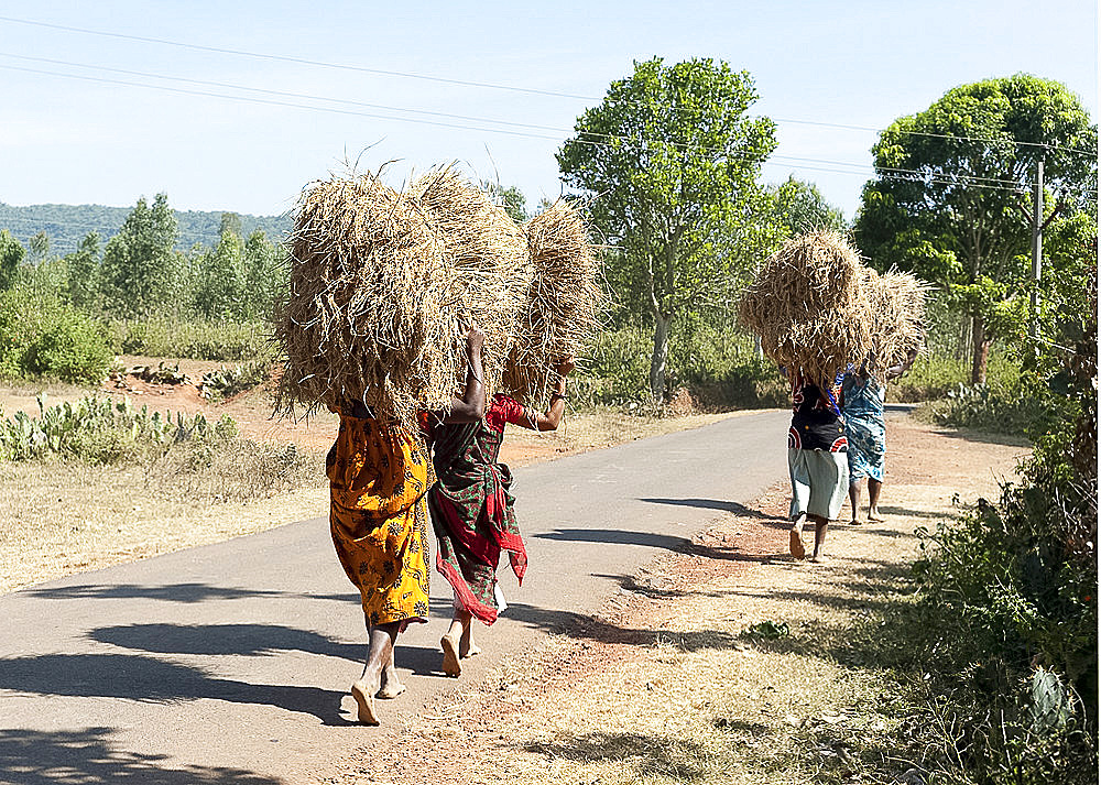 Four women walking along the road, carrying large bundles of harvested rice on their head, Koraput district, Orissa (Odisha), India, Asia