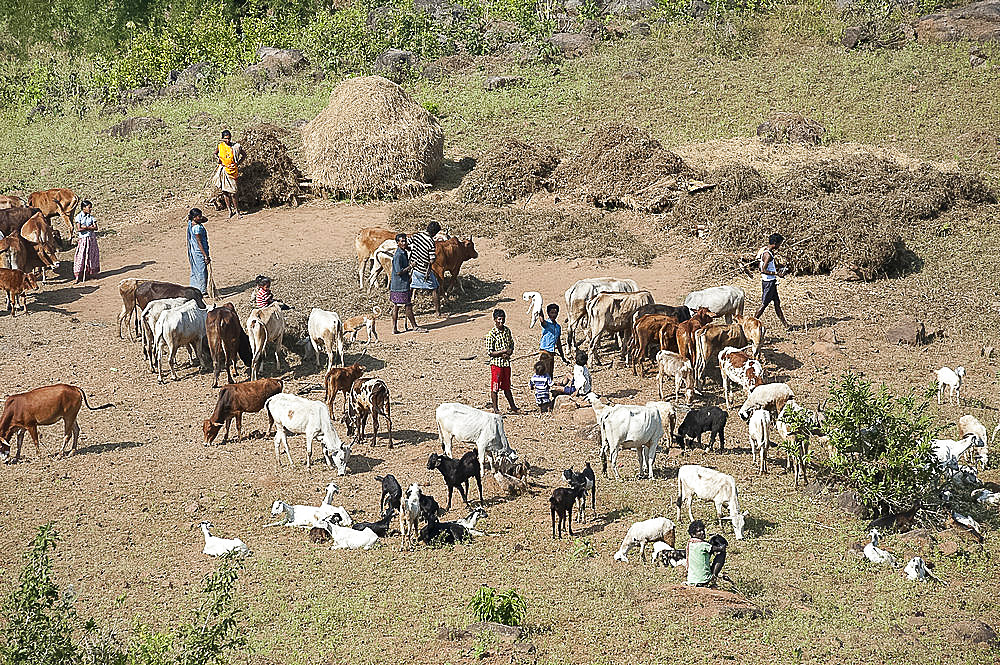 Family threshing rice harvest using domestic cows treading, with goats and children nearby, Koraput district, Orissa (Odisha), India, Asia