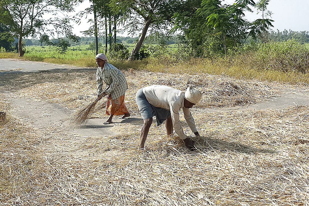 Husband and wife threshing rice harvest by leaving it on the road for traffic to drive over, Koraput district, Orissa (Odisha), India, Asia