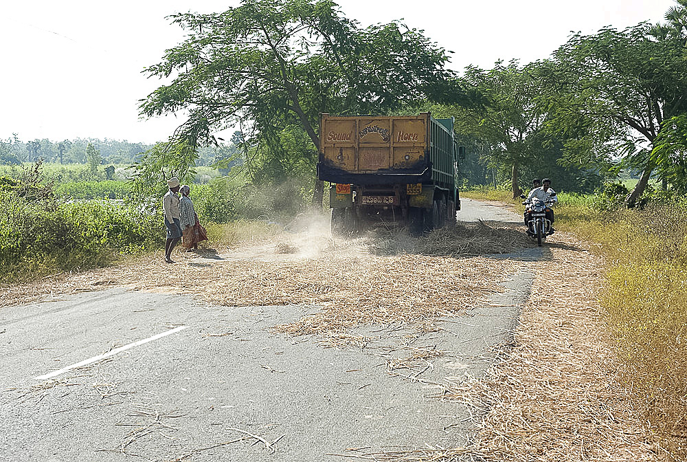 Lorry threshing rice harvest by driving over it, left there by husband and wife, Koraput district, Orissa (Odisha), India, Asia