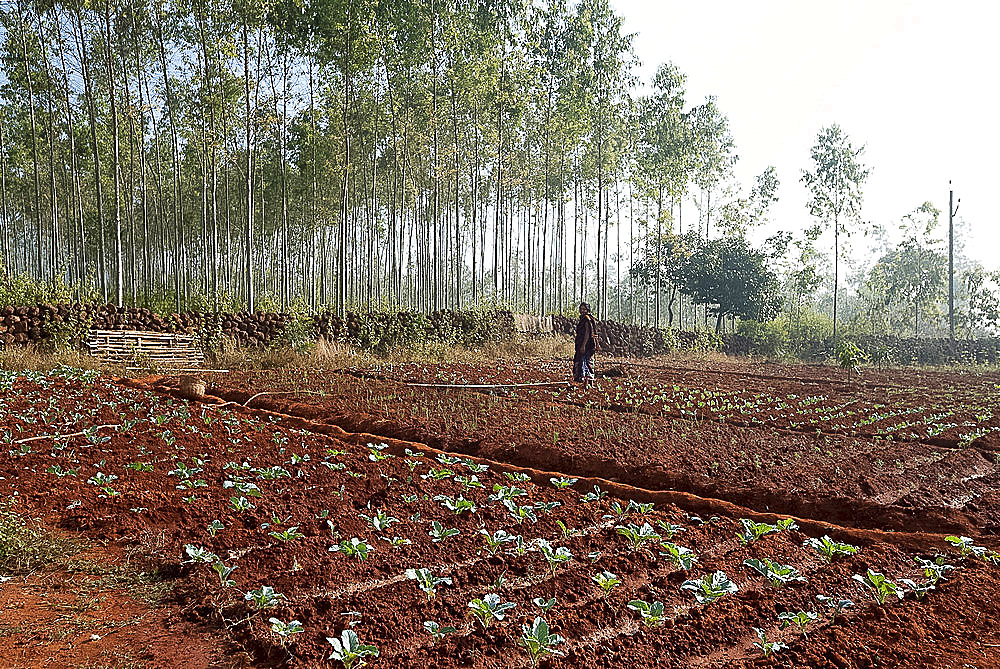 Young woman gardener planting green cabbages carefully in the bright red soil, Koraput district, Orissa (Odisha), India, Asia