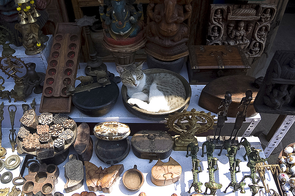 Cat in antique shop window, Mattancherry, Kochi, Kerala, India, Asia