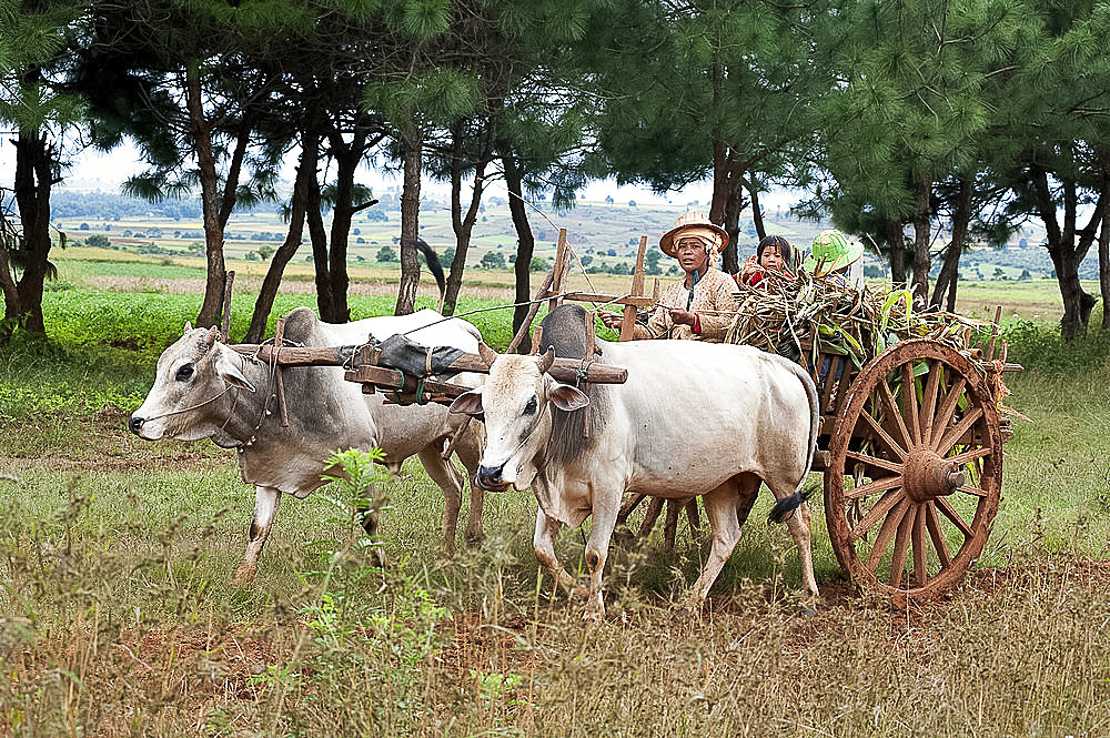 Family on a wooden wheeled bullock cart drawn by white bullocks and driven by a woman, Kalaw hills, southern Shan state, Myanmar (Burma), Asia