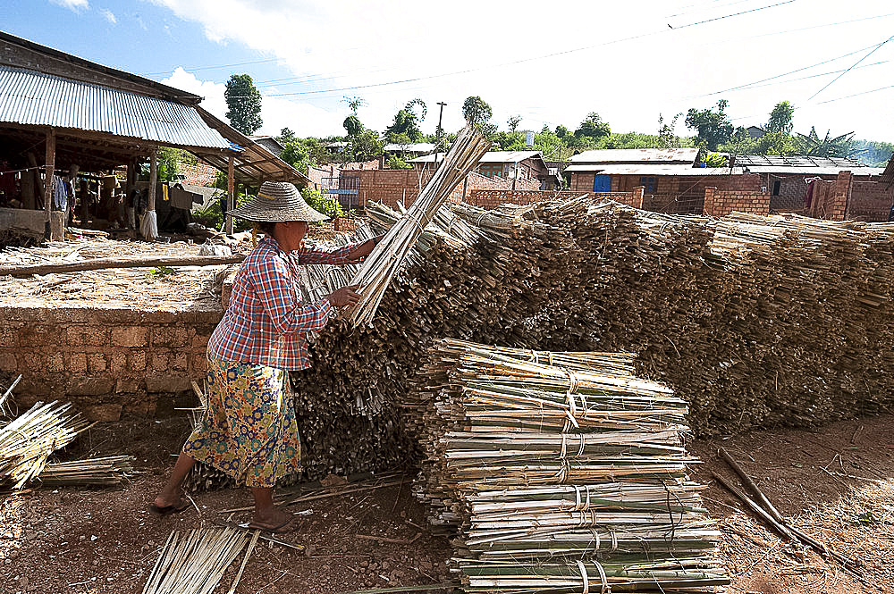 Woman stacking bundles of bamboo ready for lime washing as part of the hand made paper making process, Hsipaw, Shan state, Myanmar (Burma), Asia